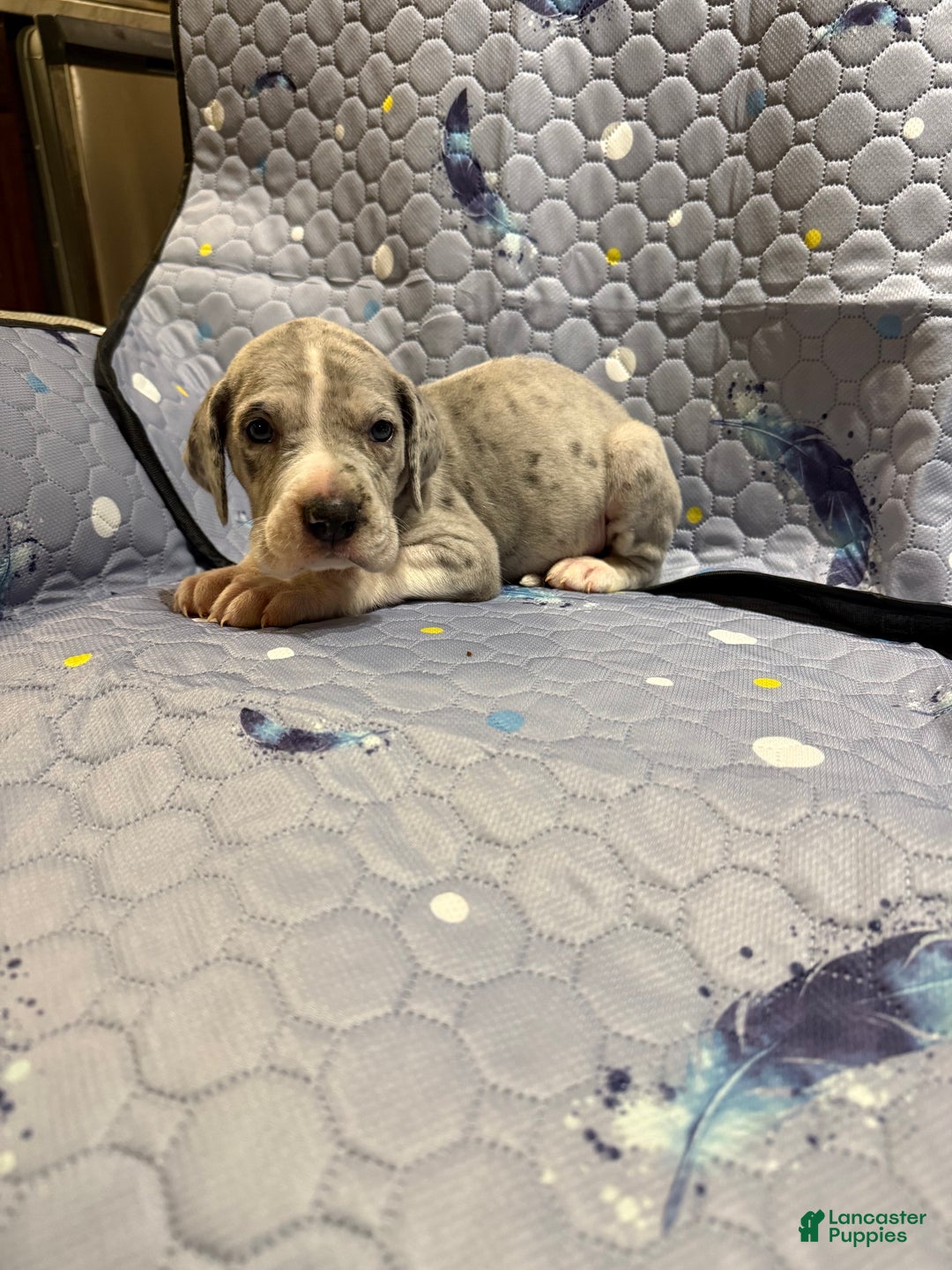 Great Dane dogs for sale: Lenard - Ad 5