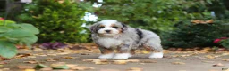 Mini Bernedoodle dogs for sale: Paris - Ad 8