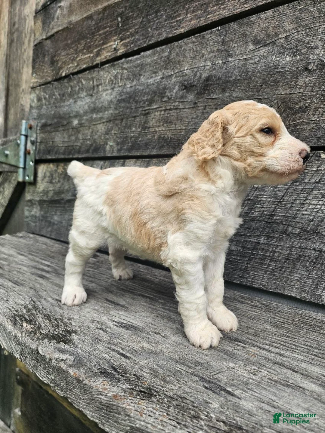 Standard Poodle dogs for sale: Duncan - Ad 5