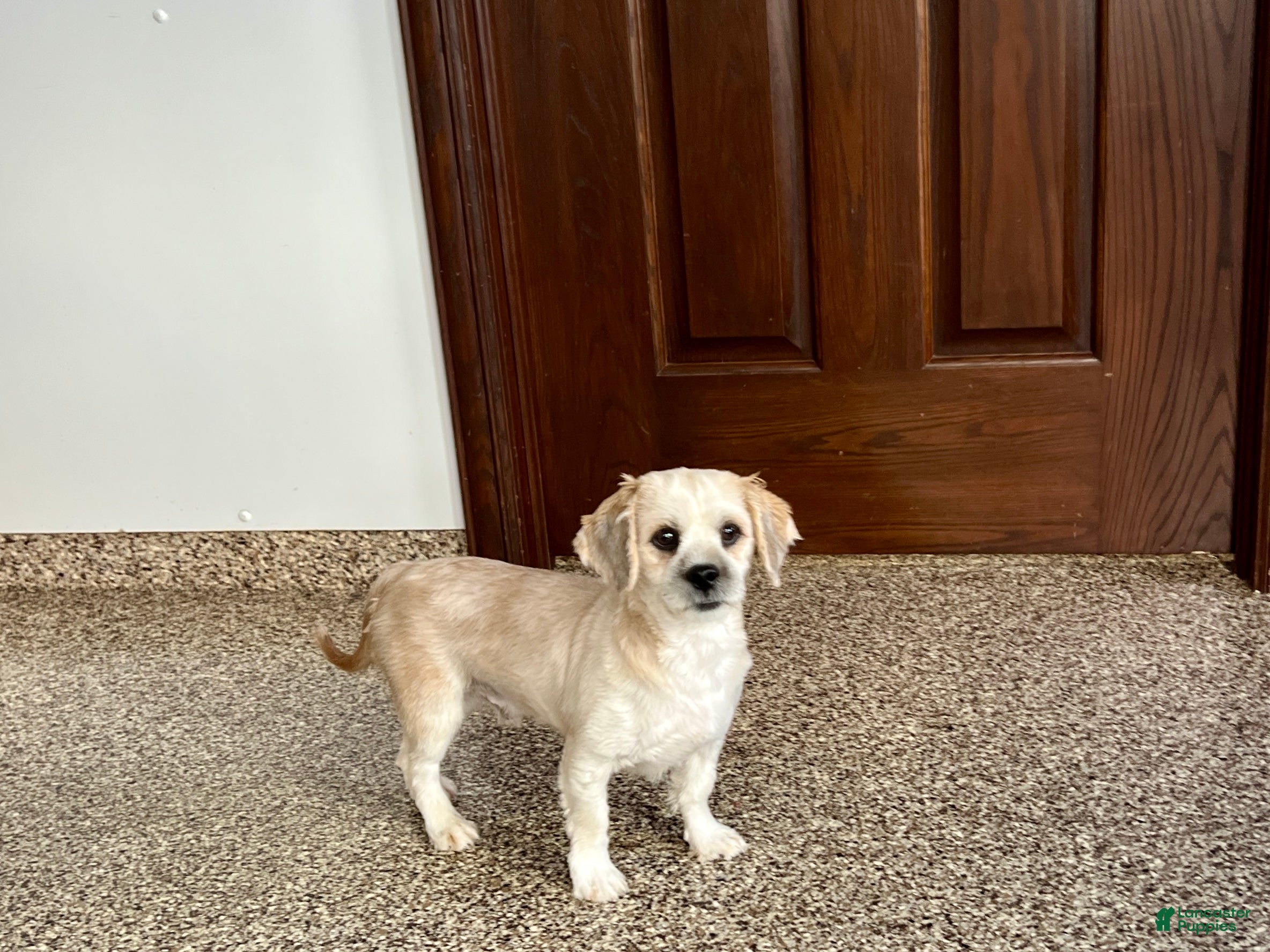 Lhasa Apso dogs Teddy - Ad 1