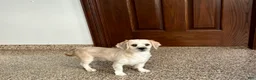 Lhasa Apso dogs for sale: Teddy - Ad 1