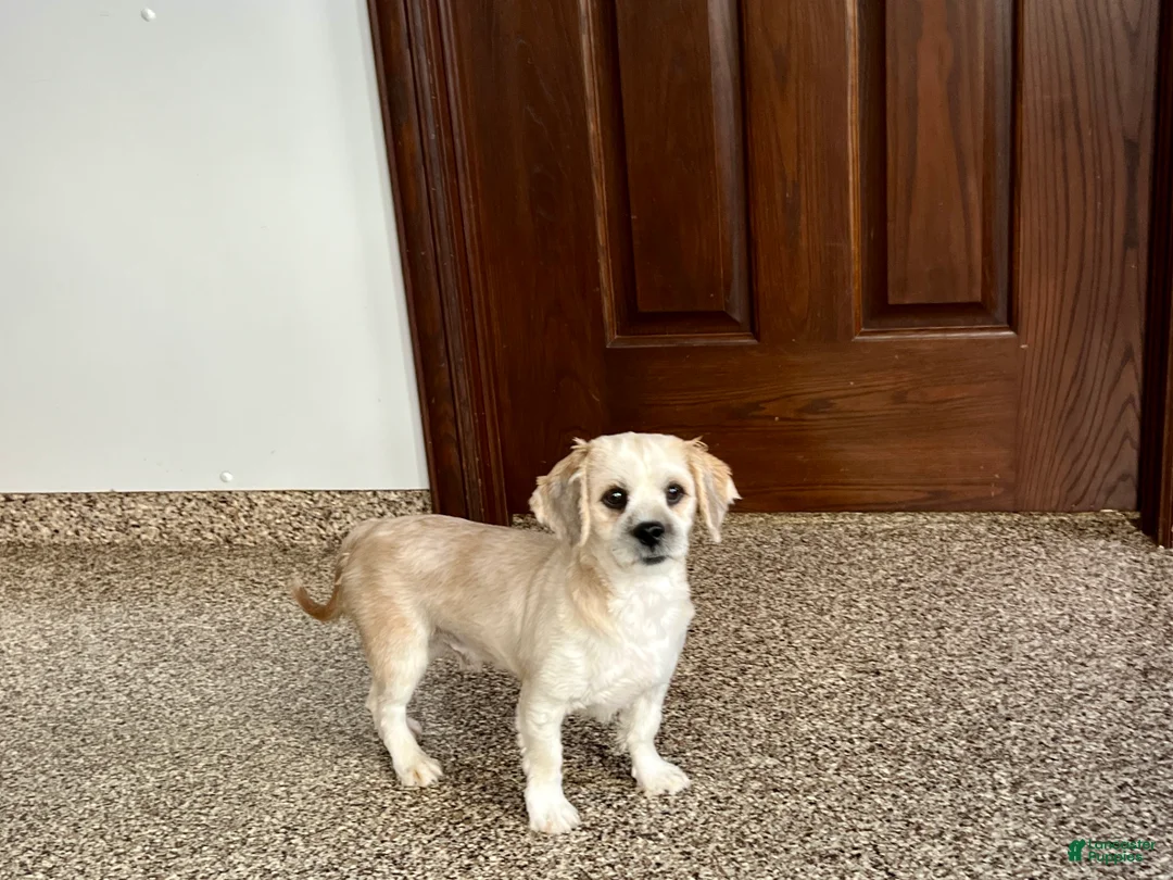Lhasa Apso dogs for sale: Teddy - Ad 1