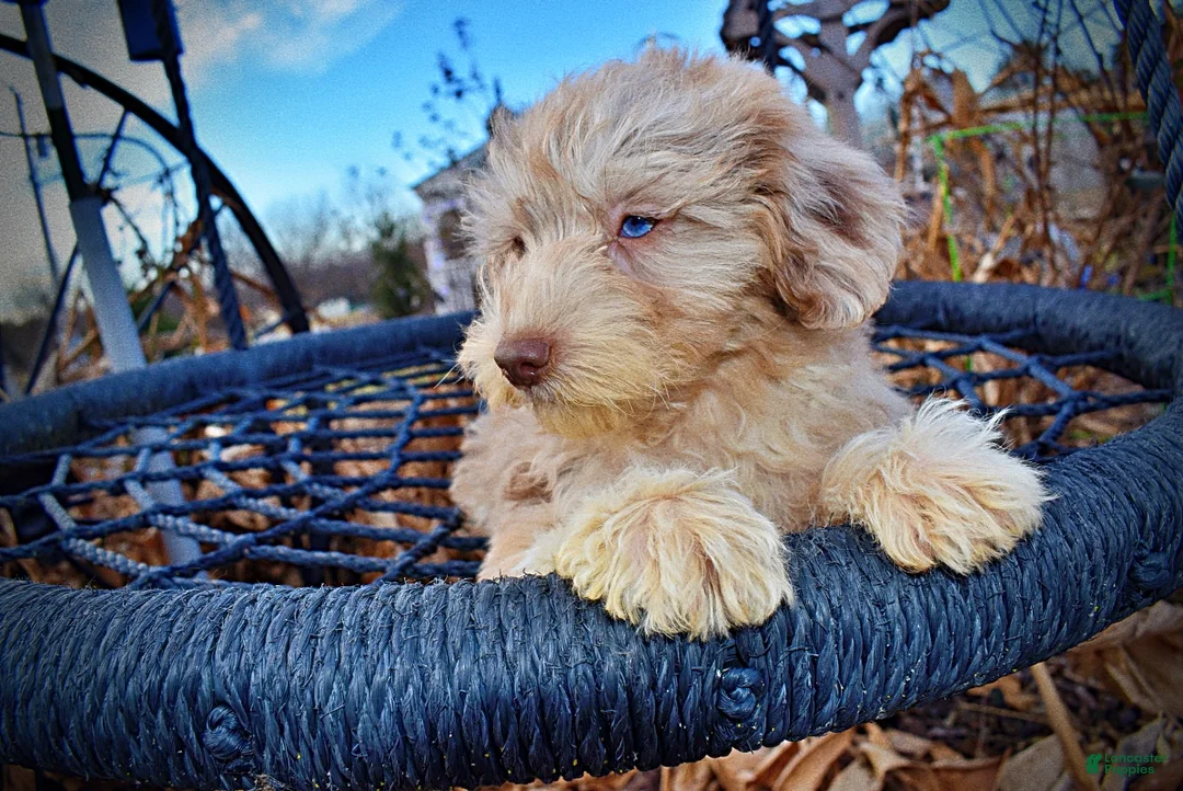 Havapoo dogs for sale: Webster - Ad 34