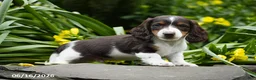 Miniature Dachshund dogs for sale: Trooper - Ad 1