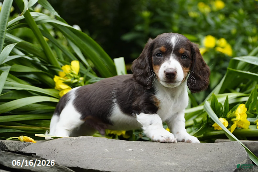 Miniature Dachshund dogs for sale: Trooper - Ad 1