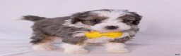 Mini Bernedoodle dogs for sale: Karlo - Ad 4