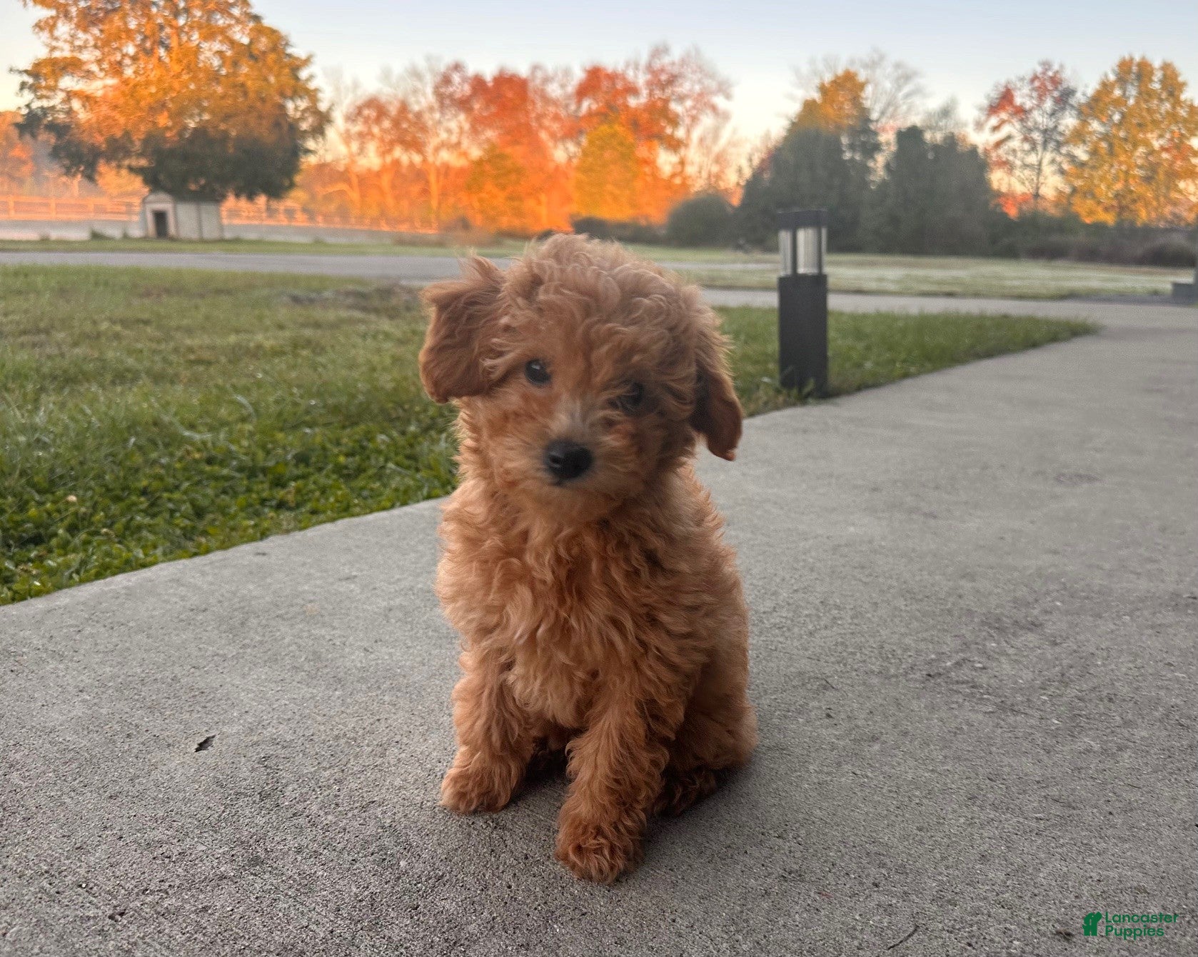 Toy Poodle dogs for sale: Dolly - Ad 2