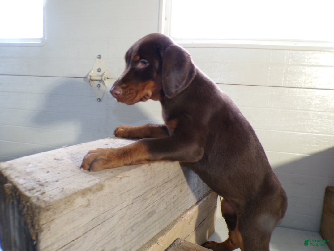 Doberman Pinscher dogs for sale: Doberman Pinscher Puppy 2 Bella - Ad 4