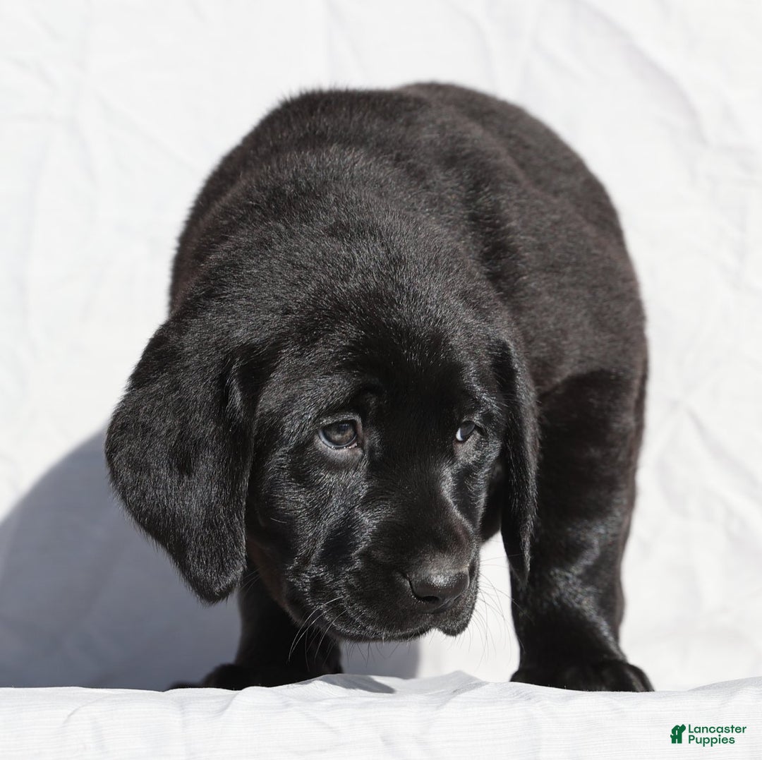 Labrador Retriever dogs for sale: Twinkle - Ad 4