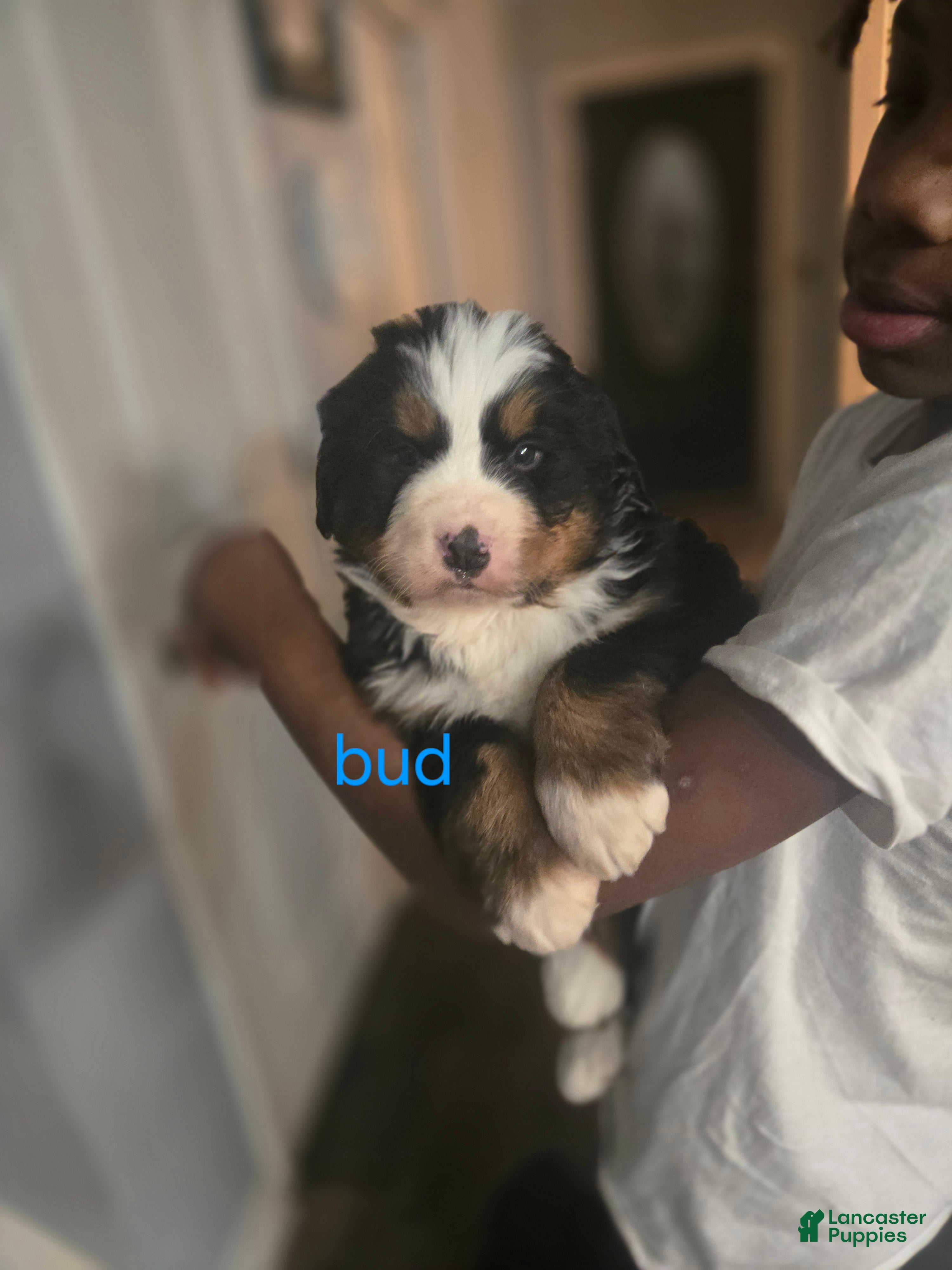 Bernese Mountain Dog dogs for sale: Bud - Ad 3