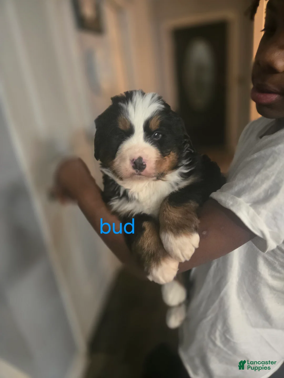 Bernese Mountain Dog dogs for sale: Bud - Ad 1