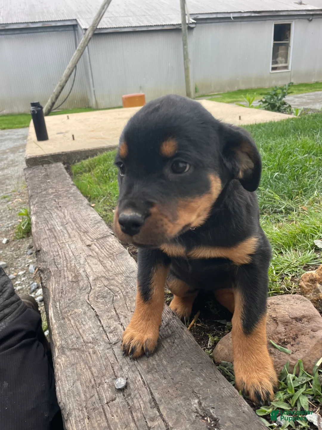Rottweiler dogs for sale: Bella - Ad 3