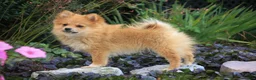 Pomeranian dogs for sale: Bingo Pomeranian  - Ad 3