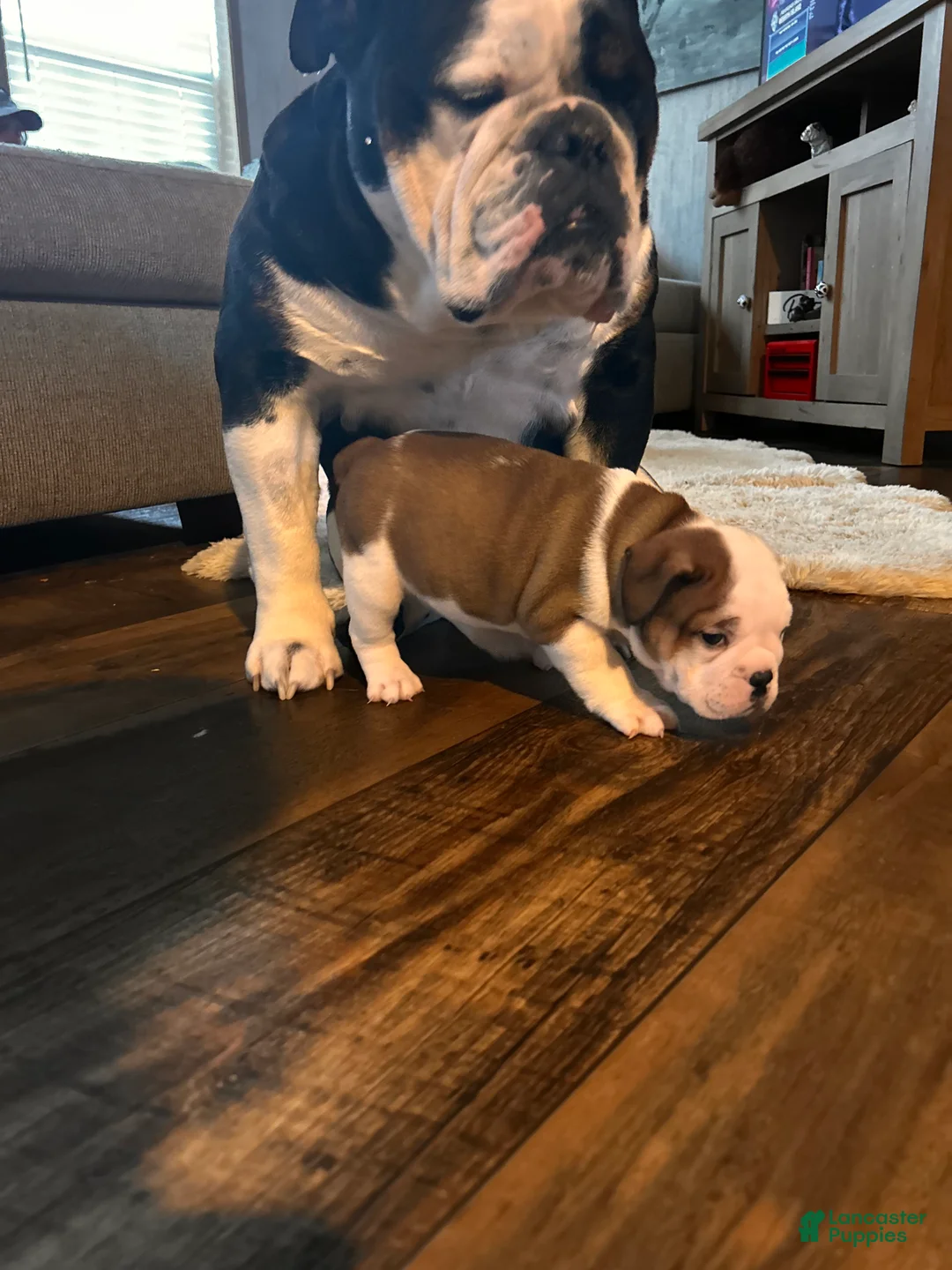 English Bulldog dogs for sale: English Bulldog Puppy 1 - Ad 2