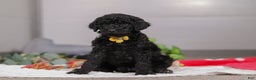 Standard Poodle dogs for sale: Braden - Ad 6