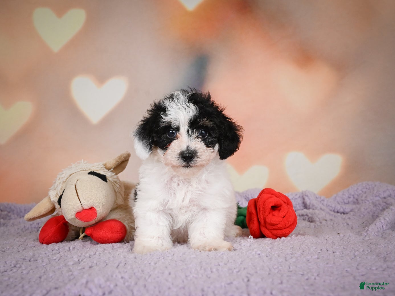 Maltipoo dogs Benji - Ad 1