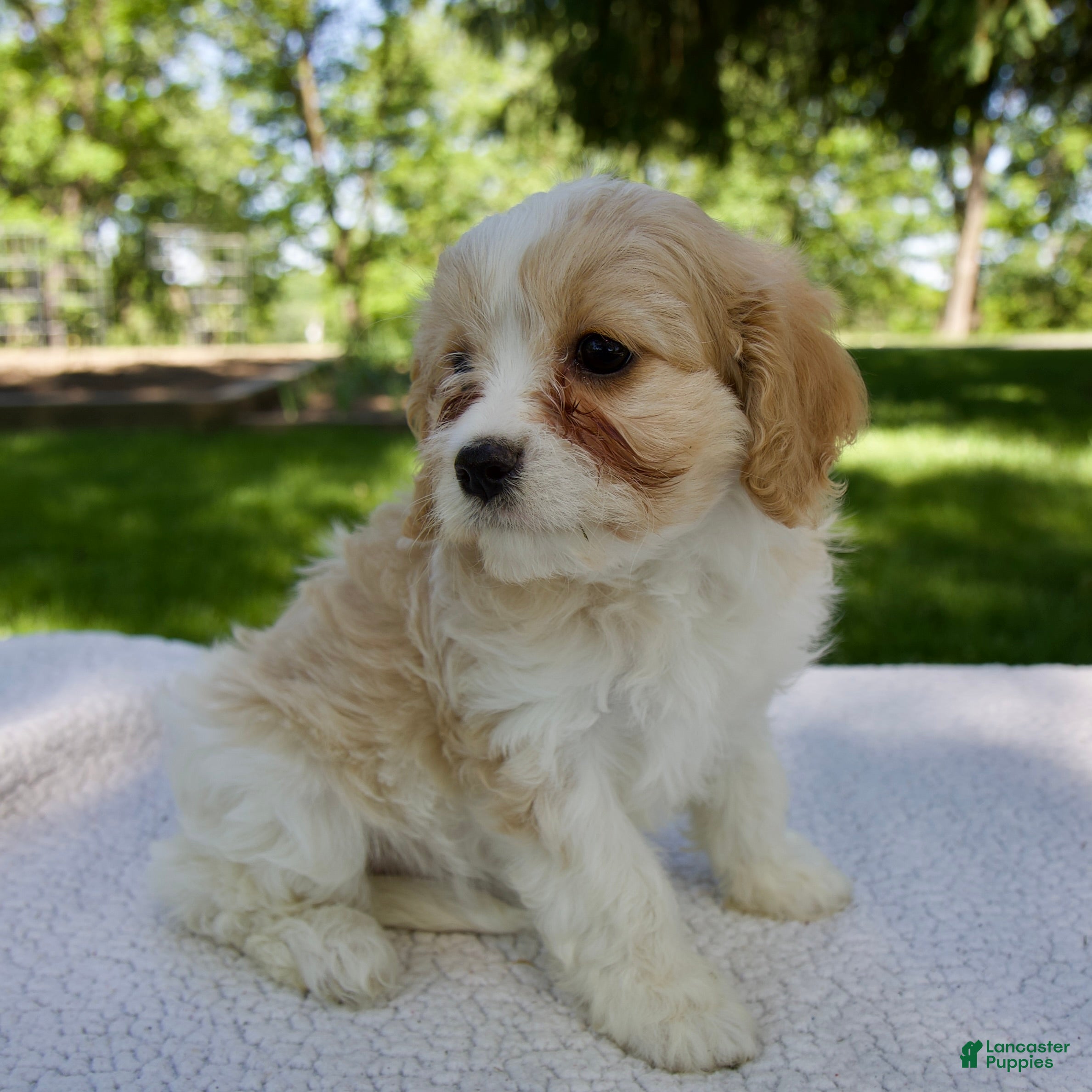Cavapoo dogs for sale: Evie - Ad 4