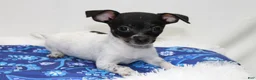 Chihuahua dogs for sale: Chihuahua 3 - Ad 4