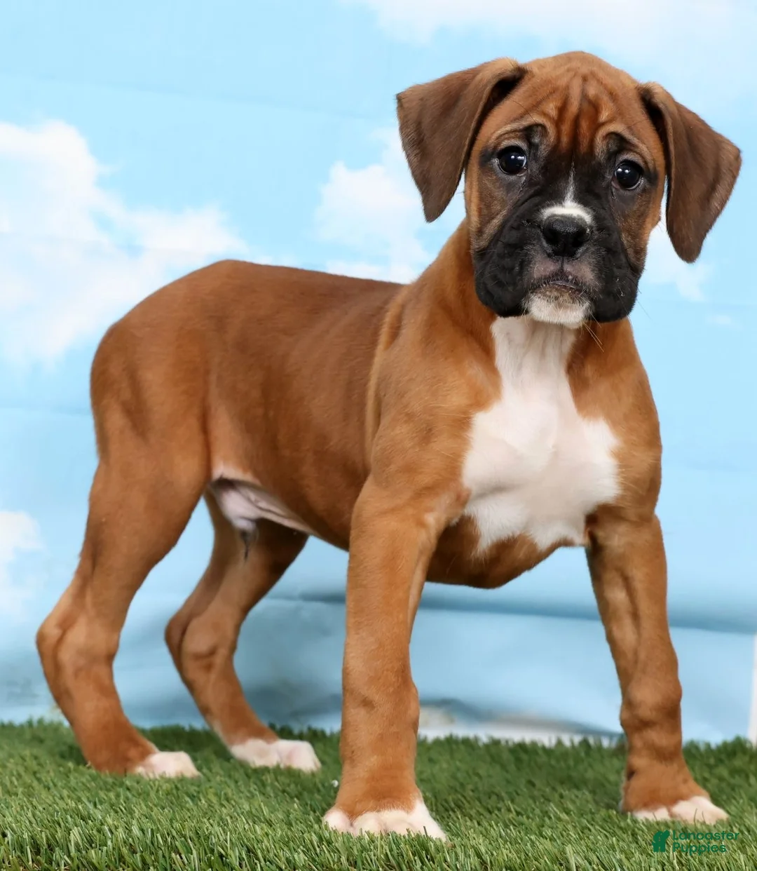 Boxer dogs for sale: Archie - Ad 1