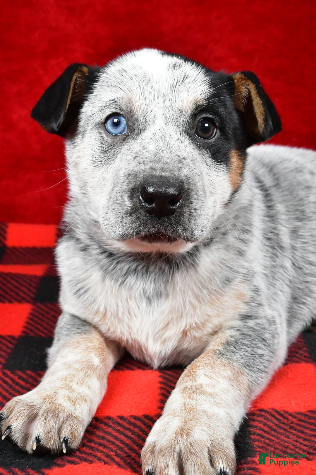 Australian Cattle Dog dogs for sale: Polly - Ad 2