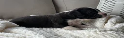 Boxer dogs for sale: Penelope  - Ad 1