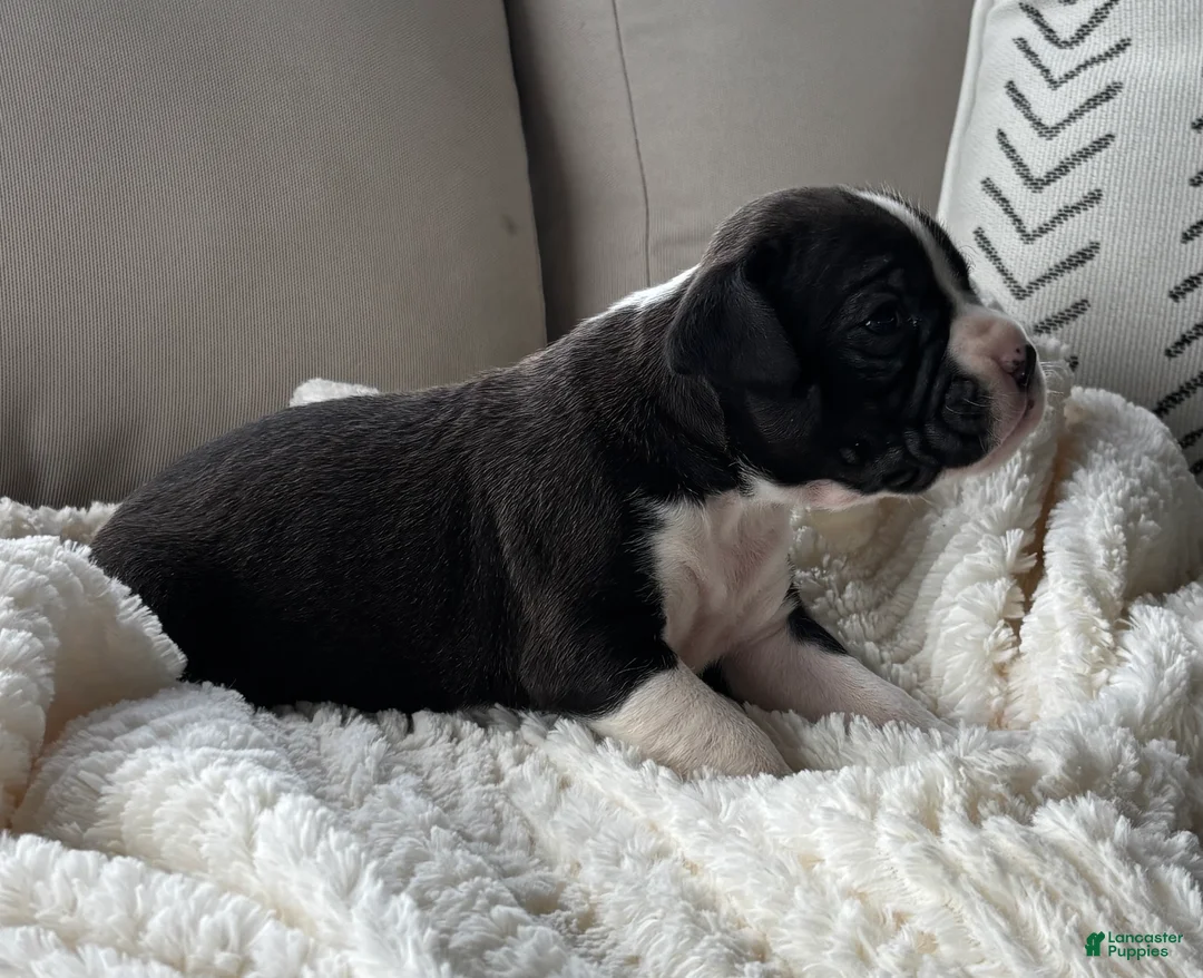 Boxer dogs for sale: Penelope  - Ad 1