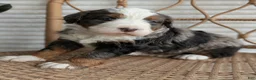 Bernedoodle dogs for sale: Shane - Ad 4