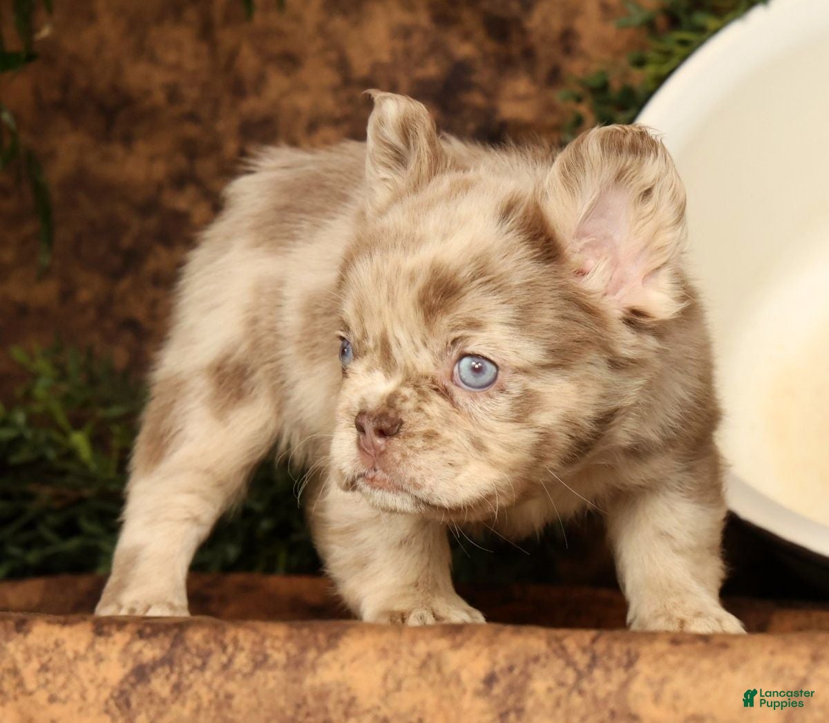 French Bulldog dogs for sale: Liney - Ad 8