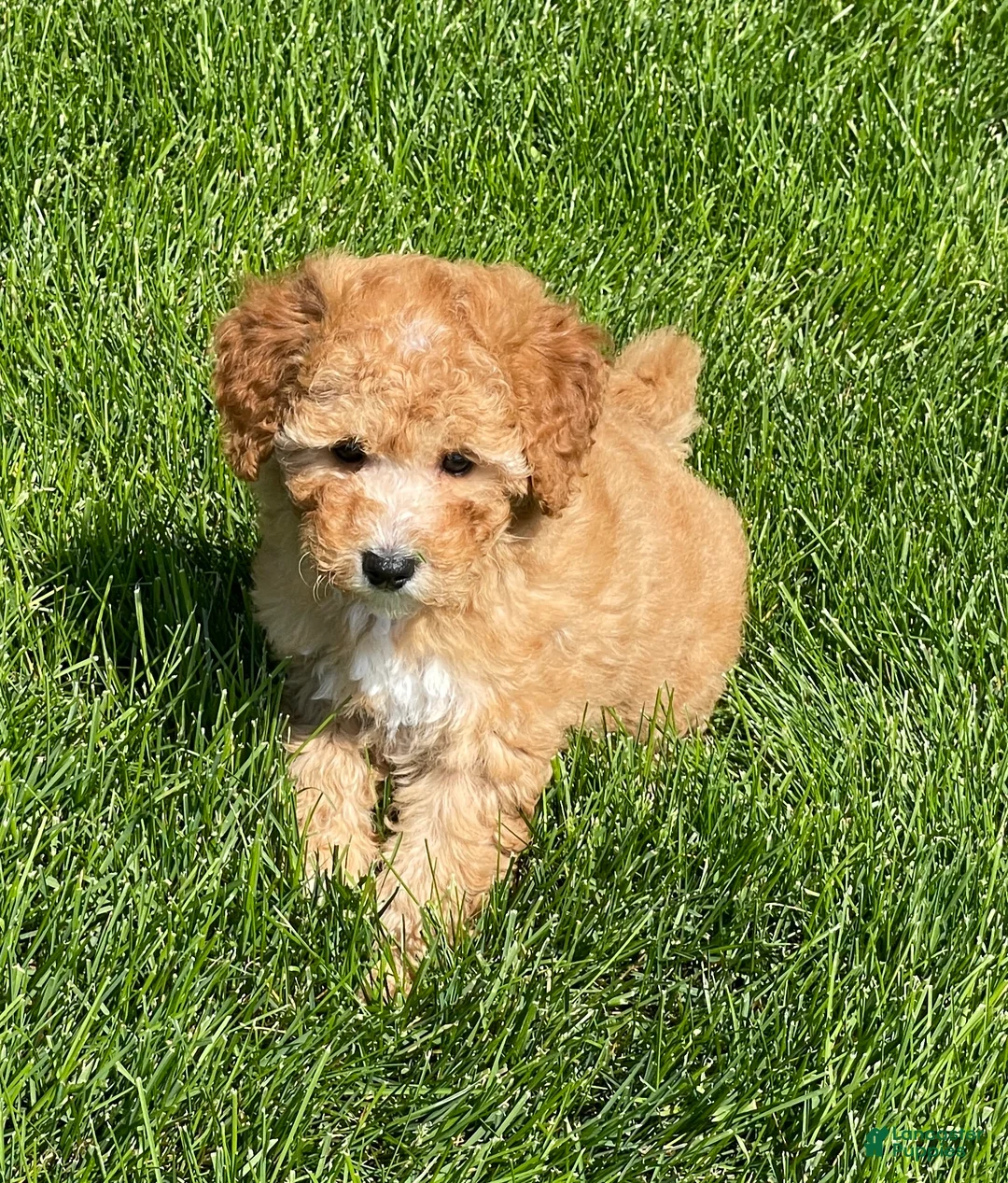 Mini Goldendoodle dogs for sale: Sandy Mini Goldendoodle Puppy  - Ad 2