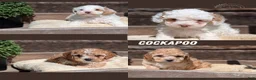 Cockapoo dogs for sale: Lando  - Ad 14