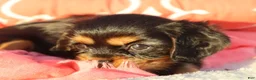 Cavalier King Charles Spaniel dogs for sale: Luna - Ad 6