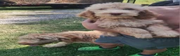 Labradoodle dogs for sale: 2 females - Ad 1