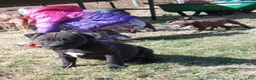 American Bully dogs for sale: Carter Starocci - Ad 7