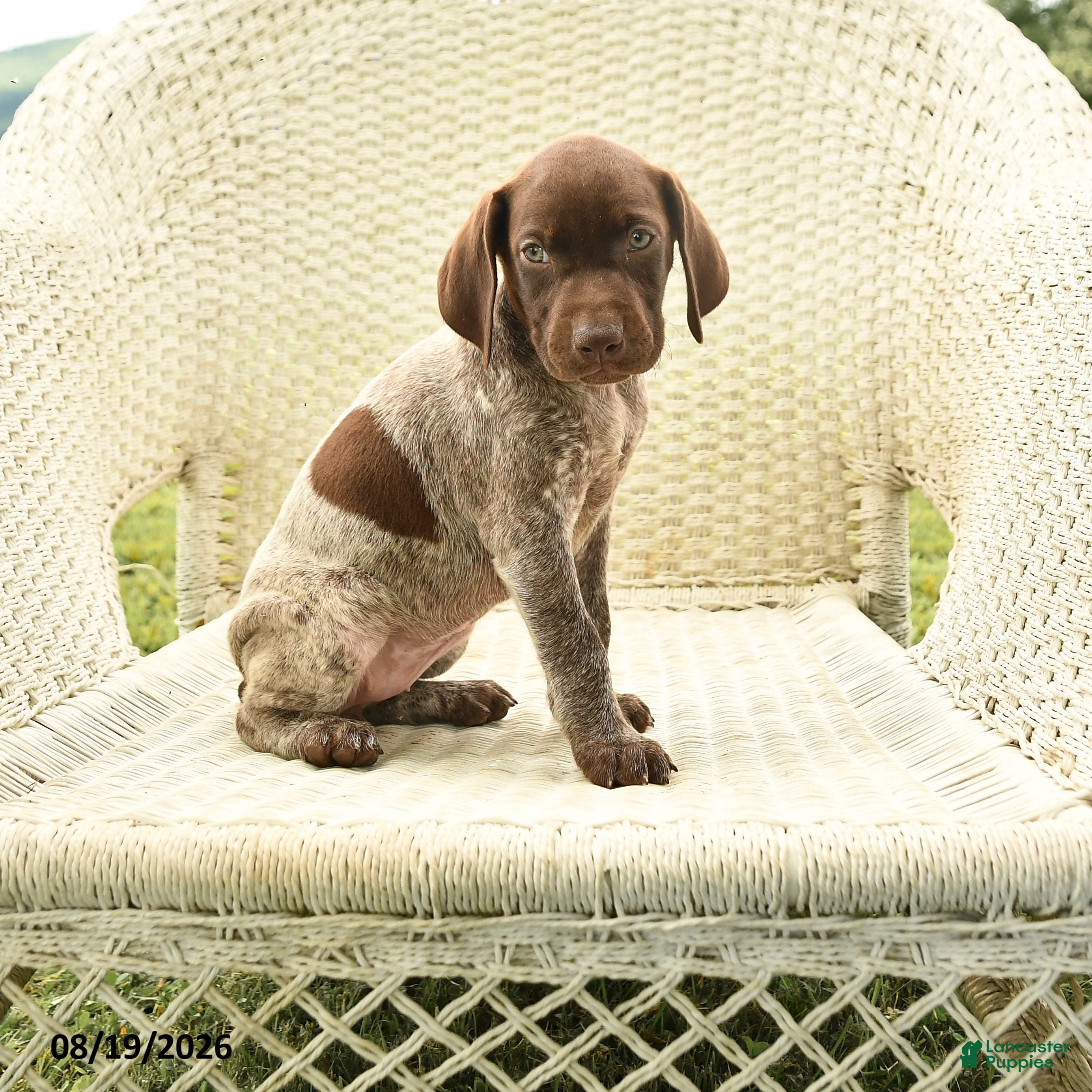 German Shorthaired Pointer dogs Haddy - Ad 1
