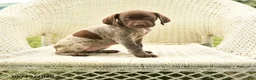 German Shorthaired Pointer dogs for sale: Haddy - Ad 1