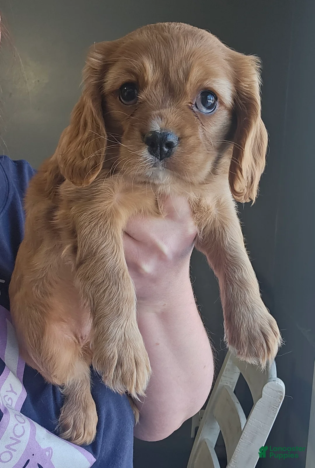 Cavalier King Charles Spaniel dogs for sale: ROSIE - Ad 1