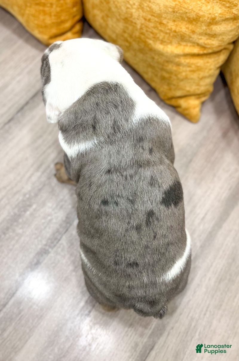 English Bulldog dogs Earl - Ad 2