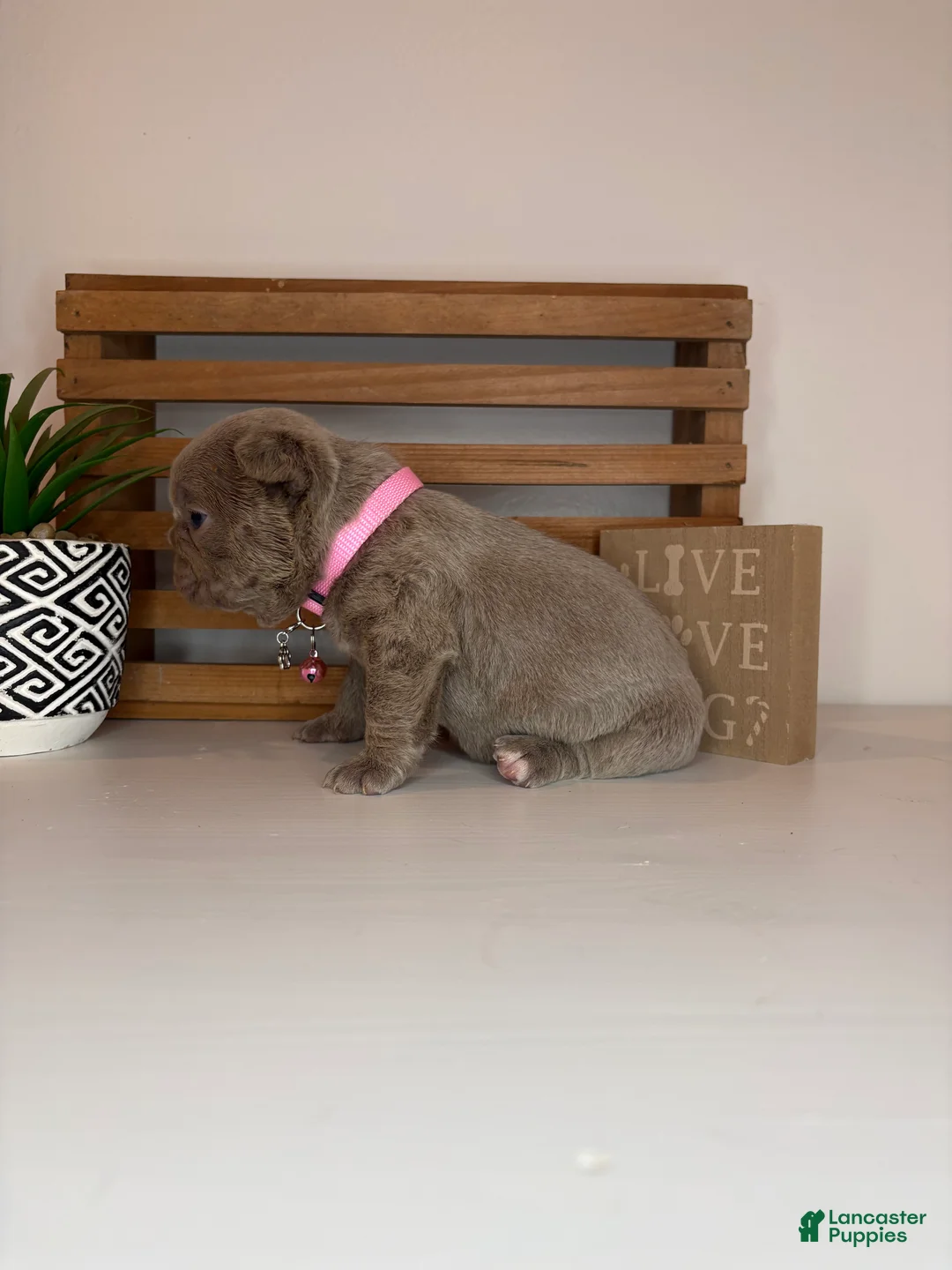 French Bulldog dogs for sale: Chanel  - Ad 2