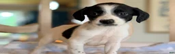 Mixed Breed dogs for sale: Hoodle 5 - Ad 1