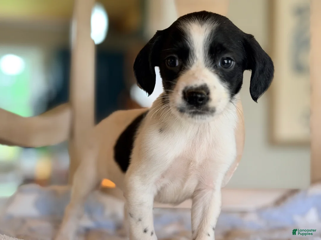 Mixed Breed dogs for sale: Hoodle 5 - Ad 1