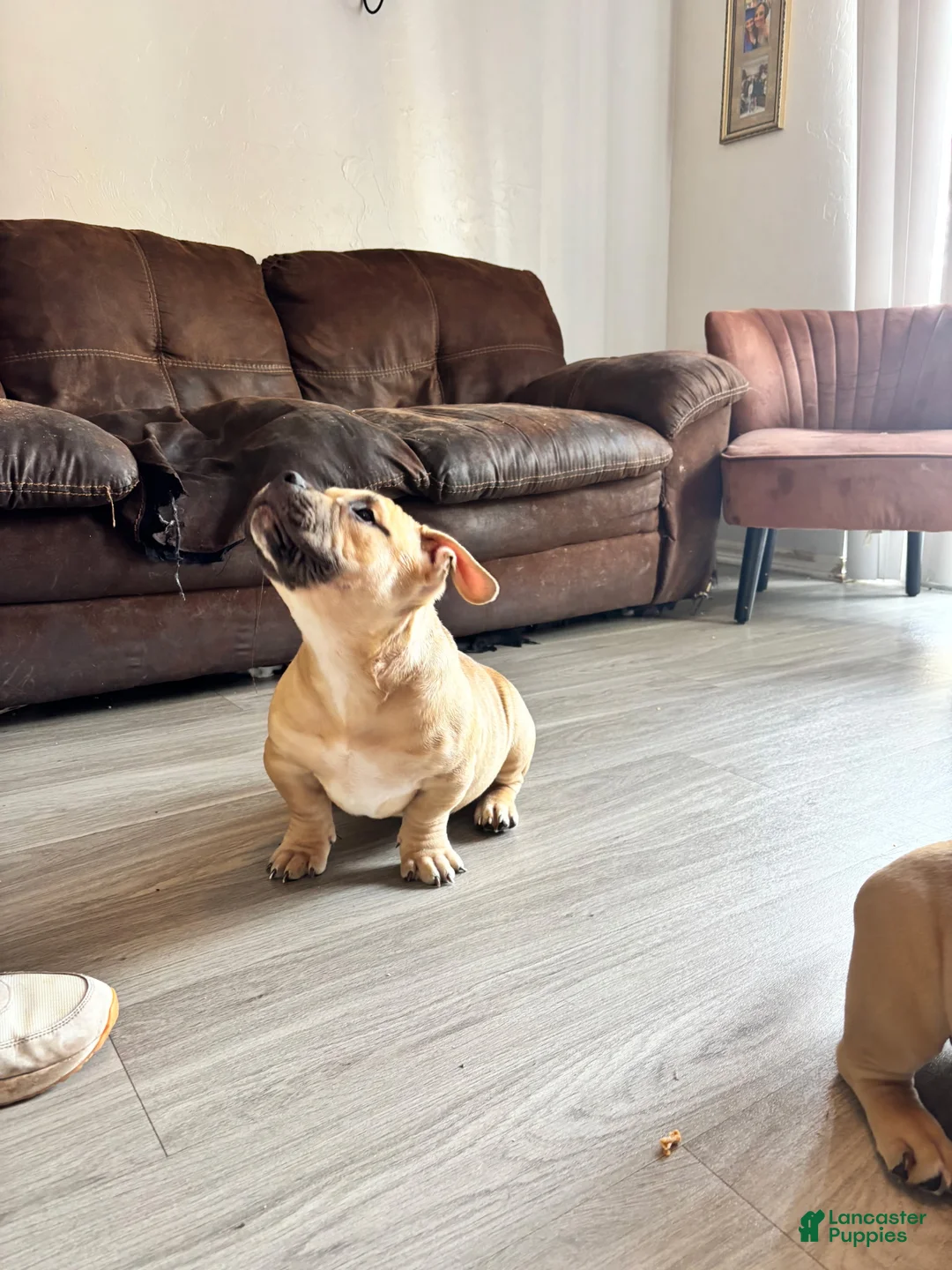 American Bully dogs for sale: American Bully Puppy 2 - Ad 2