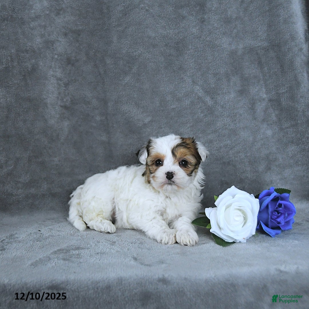 Mixed Breed dogs for sale: Noel EXTRA SMALL - Ad 4