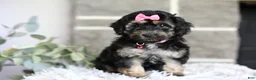 Maltipoo dogs for sale: Cove - Ad 8