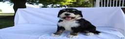 Bernedoodle dogs for sale: Shooter - Ad 3