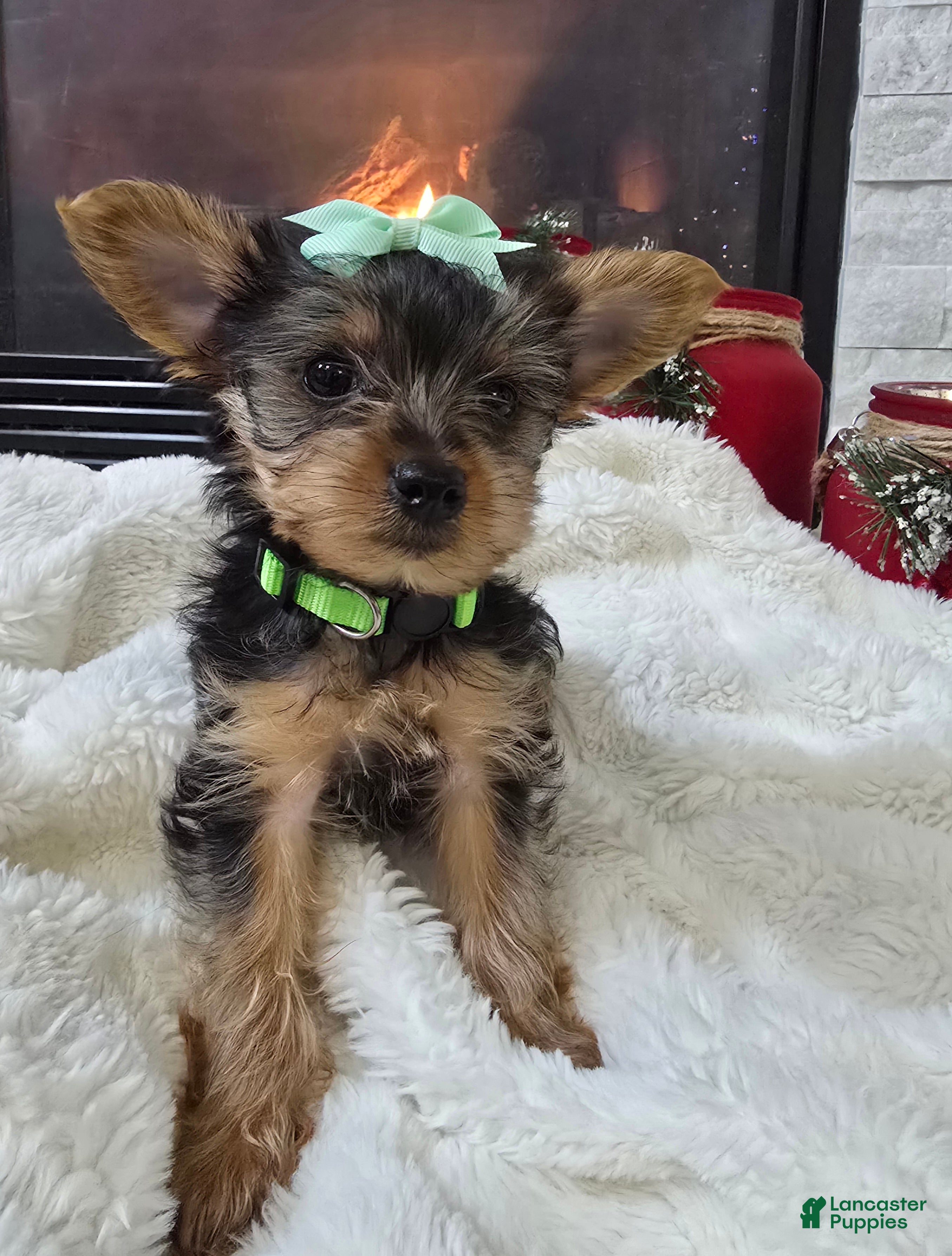Yorkshire Terrier dogs Bambi - Ad 42