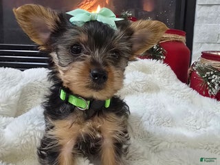 Yorkshire Terrier dogs Bambi - Ad 42
