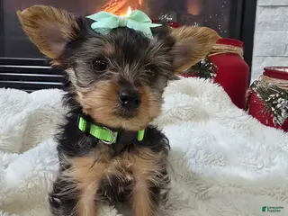 Yorkshire Terrier dogs Bambi - Ad 24