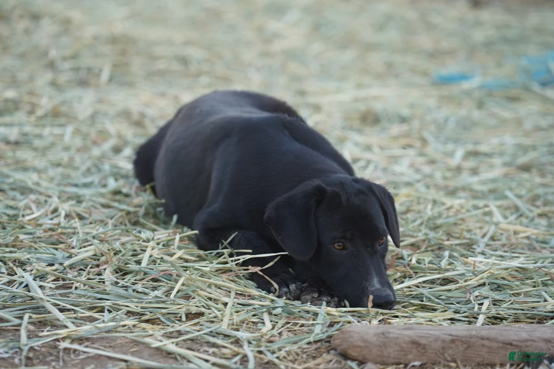 Mixed Breed dogs for sale: Squeeky Tiscar Farm Dog - Ad 12