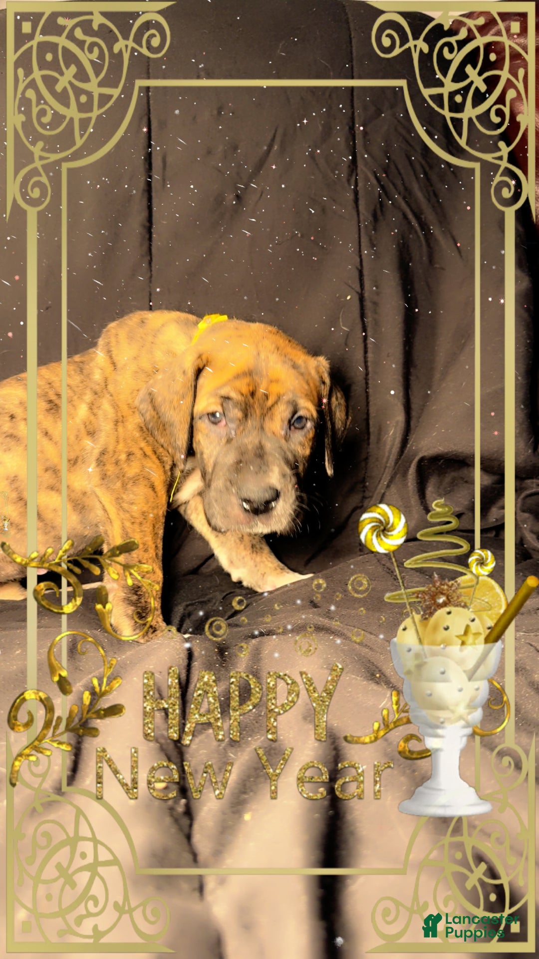 Great Dane dogs for sale: Francine - Ad 9