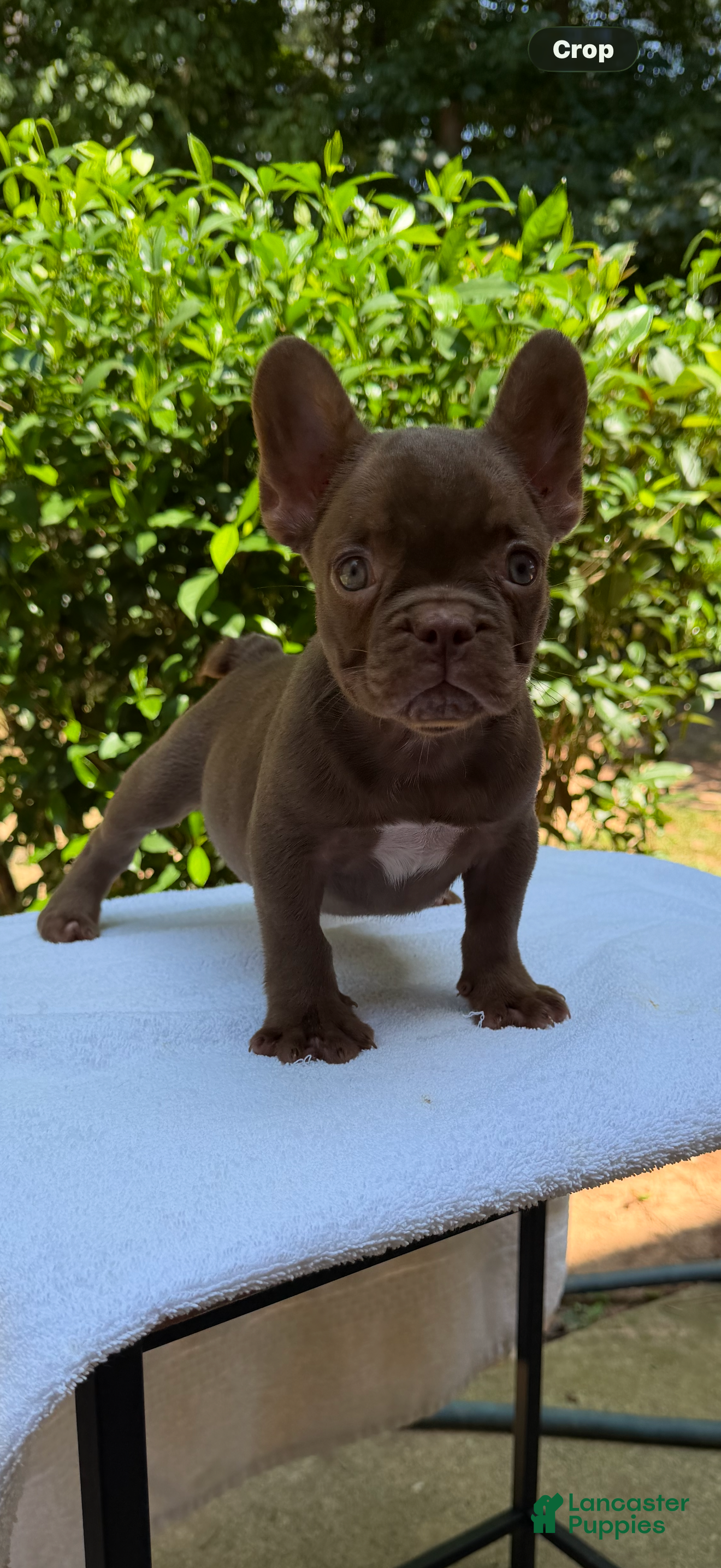 French Bulldog dogs French Bulldog 1 - Ad 1